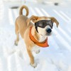 NAMSAN Dog Sunglasses Medium Breed, UV Protection Doggy Goggles Small