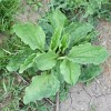 Brown Farm Academy Organic Broadleaf Plantain Seeds ~ Plantago major