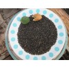 Jimson Weed Seed 1/2 Cup! Sacred Datura Trumpet Flower, Angel