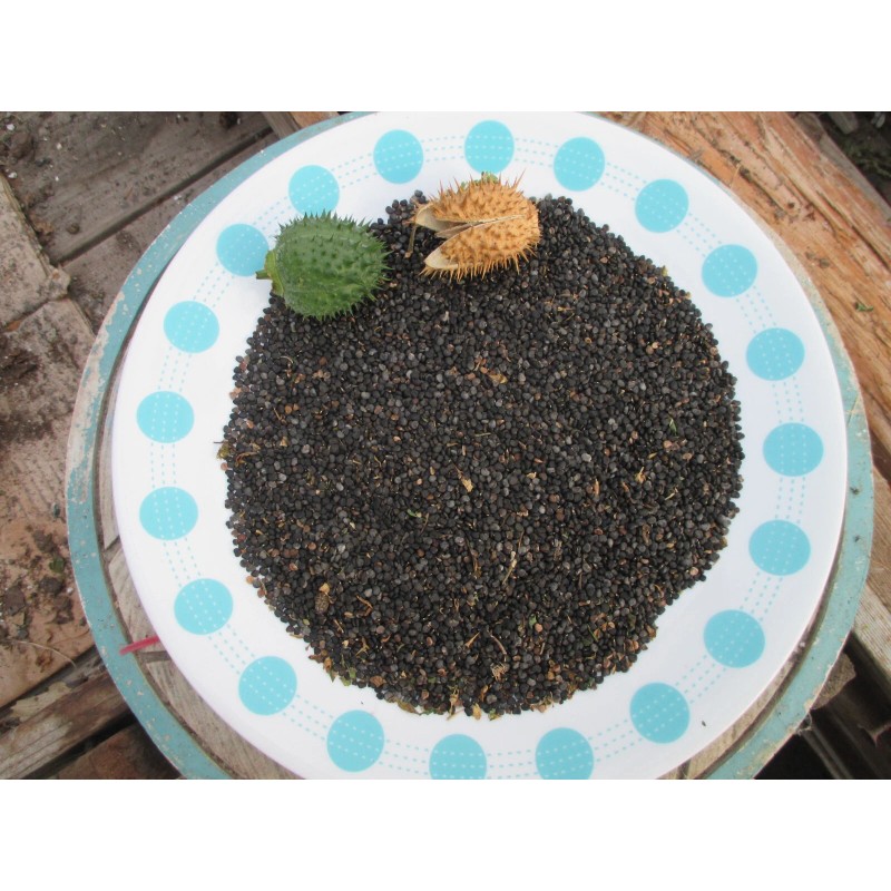 Jimson Weed Seed 1/2 Cup! Sacred Datura Trumpet Flower, Angel