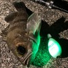 Fuji Lamps ZEXUS Brighton Suspend M-SPG (Green), Made in Japan