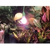 Miracle LED Powervine Seed to Flower Indoor Grow Light Kit