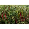 30 Semillas Chile De Arbol Nuevas Germinan Organicas No Gmo