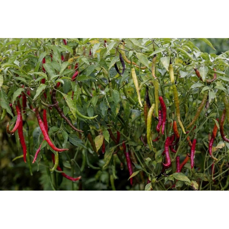 30 Semillas Chile De Arbol Nuevas Germinan Organicas No Gmo