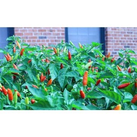 Tabasco Hot Pepper Select 20-200 - 1000 Seeds Make Your own Sauce! Colorful Plant! (1000)