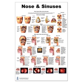 Blue Tree Publishing Nose and Sinus Poster 24x36inch, Anatomy chart
