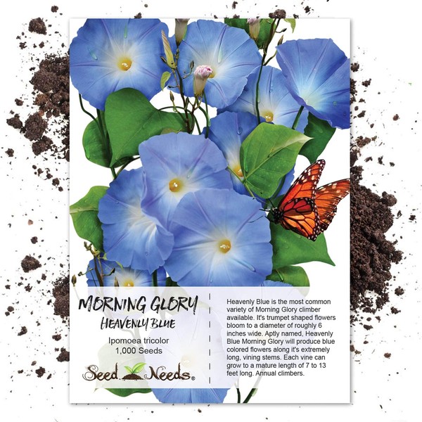 Seed Needs, Heavenly Blue Morning Glory (Ipomoea Tricolor) Bulk Package of 1,000 Seeds Untreated