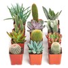 Shop Succulents Premium Live Mini Cactus and Succulent Plants in