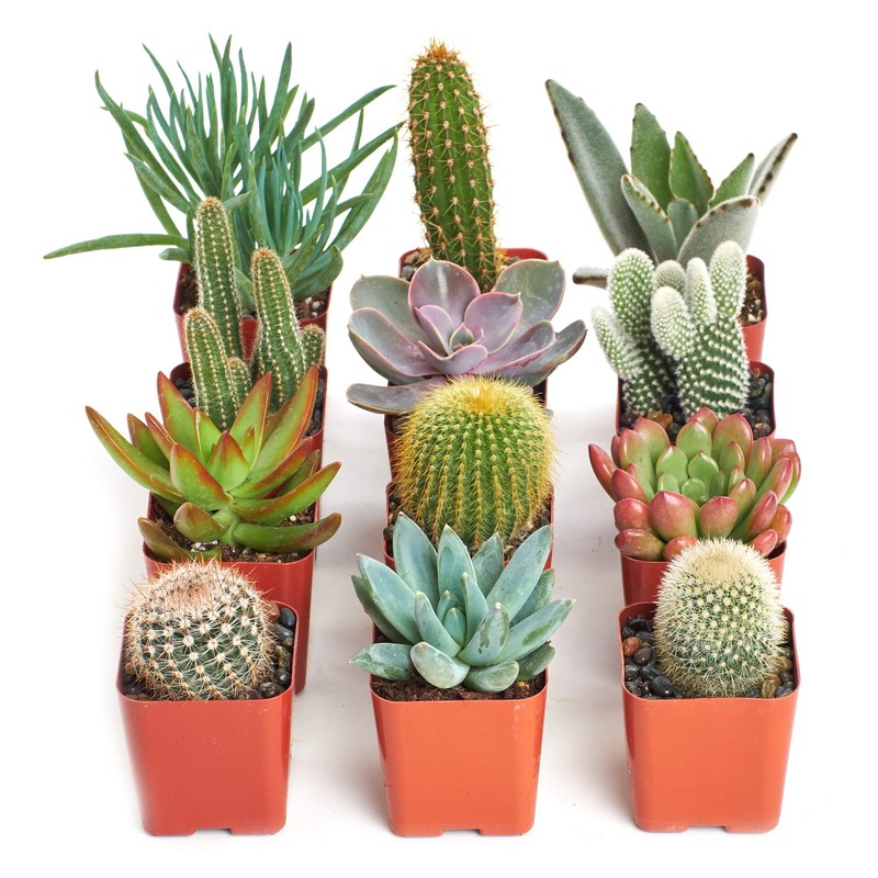 Shop Succulents Premium Live Mini Cactus and Succulent Plants in