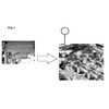 Laser 8207 Timing Belt Checking Gauge - for PSA