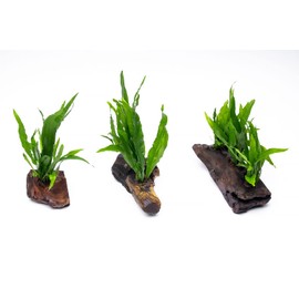SubstrateSource Live Aquarium Plants on Driftwood, Lava Rock, Moss Mat - Freshwater Fish Tank Plants (Java Fern, Driftwood (Small))