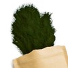 Terra Elements Organic Chlorella Powder 100 g I Microalgae I