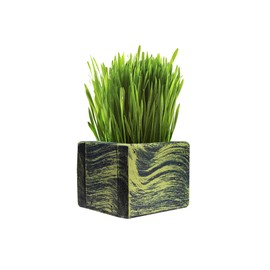 Cali Kiwi Pros Best value Organic Cat grass Starter kit, USA Made cedar Planter, Organic Wheatgrass Seed and Soil in a Gift Box (Mossy Green)