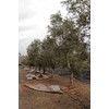 Dave's Gourmet Dave's Gourmet Organic Hojiblanca Extra Virgin Olive Oil,