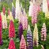 22Day Seeds: Seeds Lupin Giant Mix/Perennial Flowers