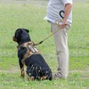 Beebiepet Heavy Duty Tactical Dog Harness for Large Dogs, No