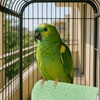 2 Pcs Parrot Perch, Bird Perch for Cage with Wavy