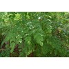Moringa Chikara Tablets, 250 Tablets (0.9 oz (25 g) x