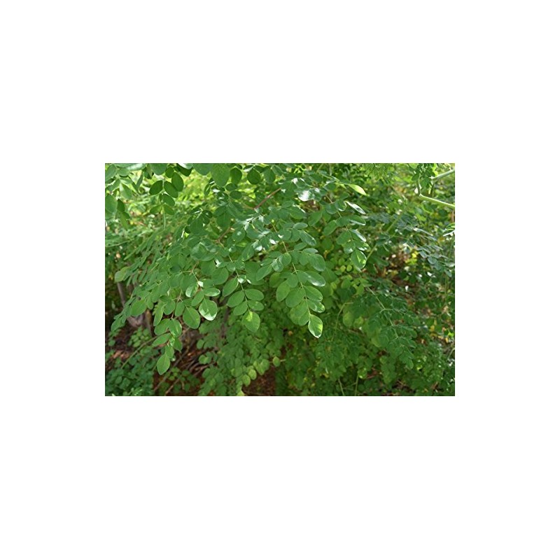 Moringa Chikara Tablets, 250 Tablets (0.9 oz (25 g) x
