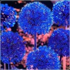Blue Allium Bulbs for Planting - Allium Azureum Caeruleum (20 Bulbs)