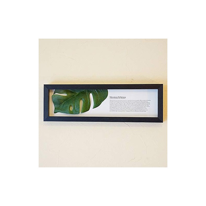 Monstera II Horizontal Black Leaf Frame Panel