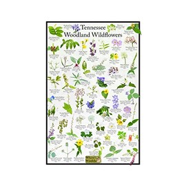 Tennessee Woodland Wildflower Identification Chart | Picture ID Poster for Common Forest Flowers (8" x 12")