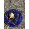 Children's Crab Fishing Drop Net, 10m line, Blue and Pink.