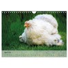 Chickens in the Garden Wall Calendar 2025 DIN A4 Landscape
