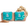 Mycelium Mushroom Grain Spawn 2-Pack (3 lb Each) | Pre-Sterilized