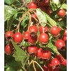 Herbal Cure Hawthorn Berries - Seedless 500g