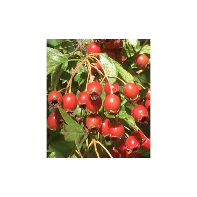 Herbal Cure Hawthorn Berries - Seedless 500g