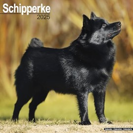 Schipperke Calendar 2025 | Square Dog Breed Wall Calendar - 16 Month