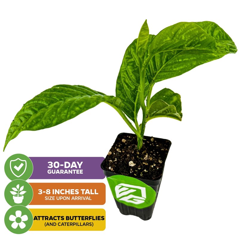 Granadilla Passion Fruit Vine Live Starter Plant - Passiflora quadrangularis