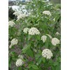 Viburnum X pragense (Prague Viburnum) Shrub, pink buds & white