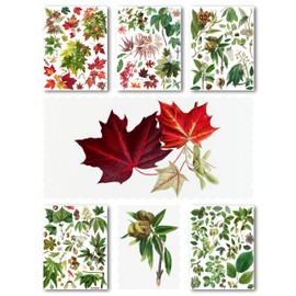 Decoupage Paper Pack (15 Sheets 8"x11") Trees Leaves Summer Autumn Antique Botannical Book Engraving Illustration HANATABA Vintage Styled Ephemera Pictures for Decoupage Craft and Scrapbooking