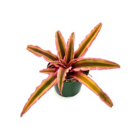 ragnaroc Live Plants – Cryptanthus ‘Pink Star‘, Jumbo 4-8" in 4" Pot - 1ct - Live Arrival Guaranteed - House Plants for Home Decor & Gift