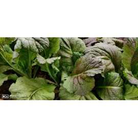 Edible Vegetable & Herb 600+ Purple Mustard Seeds / Cải bẹ Xanh(lá Tím) for 2025 season. US Seller