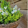 Best Artificial Mini Daffodil Display in 10 inch Woven Decorative