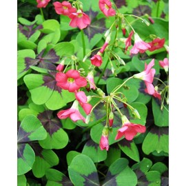 10 Oxalis Triangularis 'Purple Shamrocks'& 10 Iron Cross Oxalis Bulbs Plant Bulbs for Indoor or Outdoor Gardens (15 PCS Purple Shamrocks Bulbs & 15 PCS Iron Cross Oxalis Bulbs)