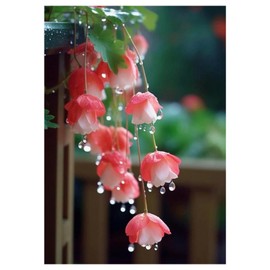 MytaYt 5D DIY Diamond Painting Kits Begonia Flowers in the Rain Diamond Painting Pictures Full Drill DIY Cross Embroidery Painting Kits Home Wall Decor 30 x 40 cm Diamond Painting Adults