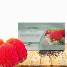 Outsidepride Kochia Trichophylla Burning Bush Seeds - 5000 Count (Vibrant Fall Color, Drought Tolerant) Shrubs and Bushes Live Plants Outdoor, No Maintenance Bushes for Landscaping