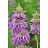 CEMEHA SEEDS Herb Lemon Bee Balm (Monarda citriodora) Medicinal Perennial