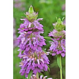 CEMEHA SEEDS Herb Lemon Bee Balm (Monarda citriodora) Medicinal Perennial Non-GMO