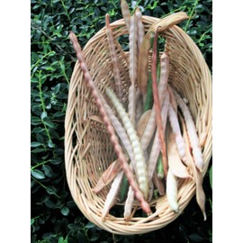 TomorrowSeeds - Mississippi Silver Hull Cowpea Seeds - 50+ Count - for 2025 Planting Southern Silverskin Silverhull Brown Crowder Cowpeas Field Pea Green Bean Vegetable Grow Your Own Home Farm Patio