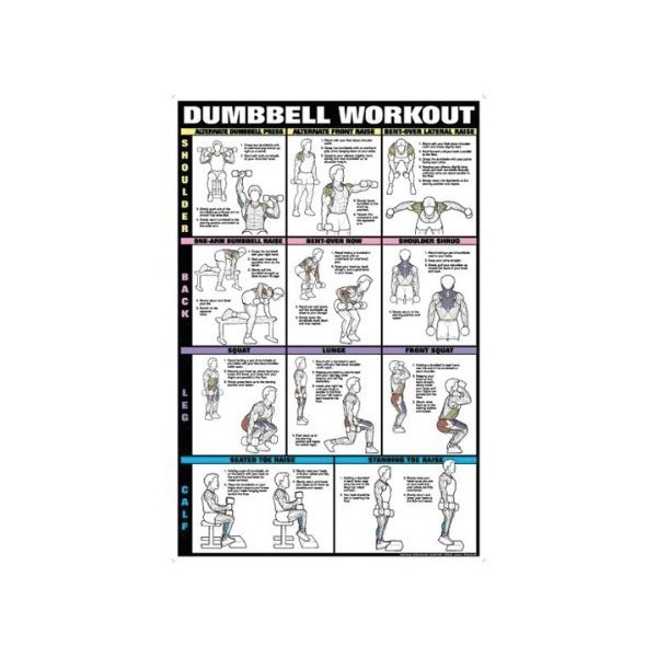 Dumbbell Workout Ii 24" X 36" Laminated Chart (Shoulder, Back,