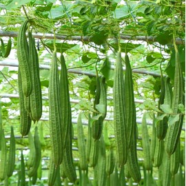 30PCS Ridged Sponge Gourd Seeds Chinese Okra Angled Luffa Gourd Big Fresh Seeds