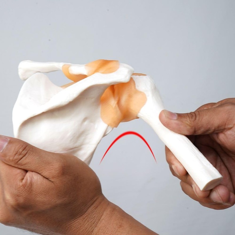 Human Shoulder Joint Model, Life Size Flexible Anatomically Accurate Shoulder