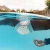 Splash About Happy Nappy Little Acorns Swim Nappy, 2-3 Years