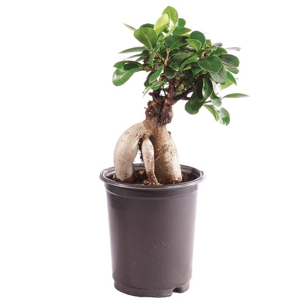 Brussel's Bonsai Live Gensing Grafted Ficus Indoor Bonsai Tree-4 Years Old 6" to 8" Tall with Plastic Grower Pot, Small, Blank