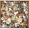 Avalon Mixed SEA Shells Collectable Small Seashell Mixes, Decorative Craft